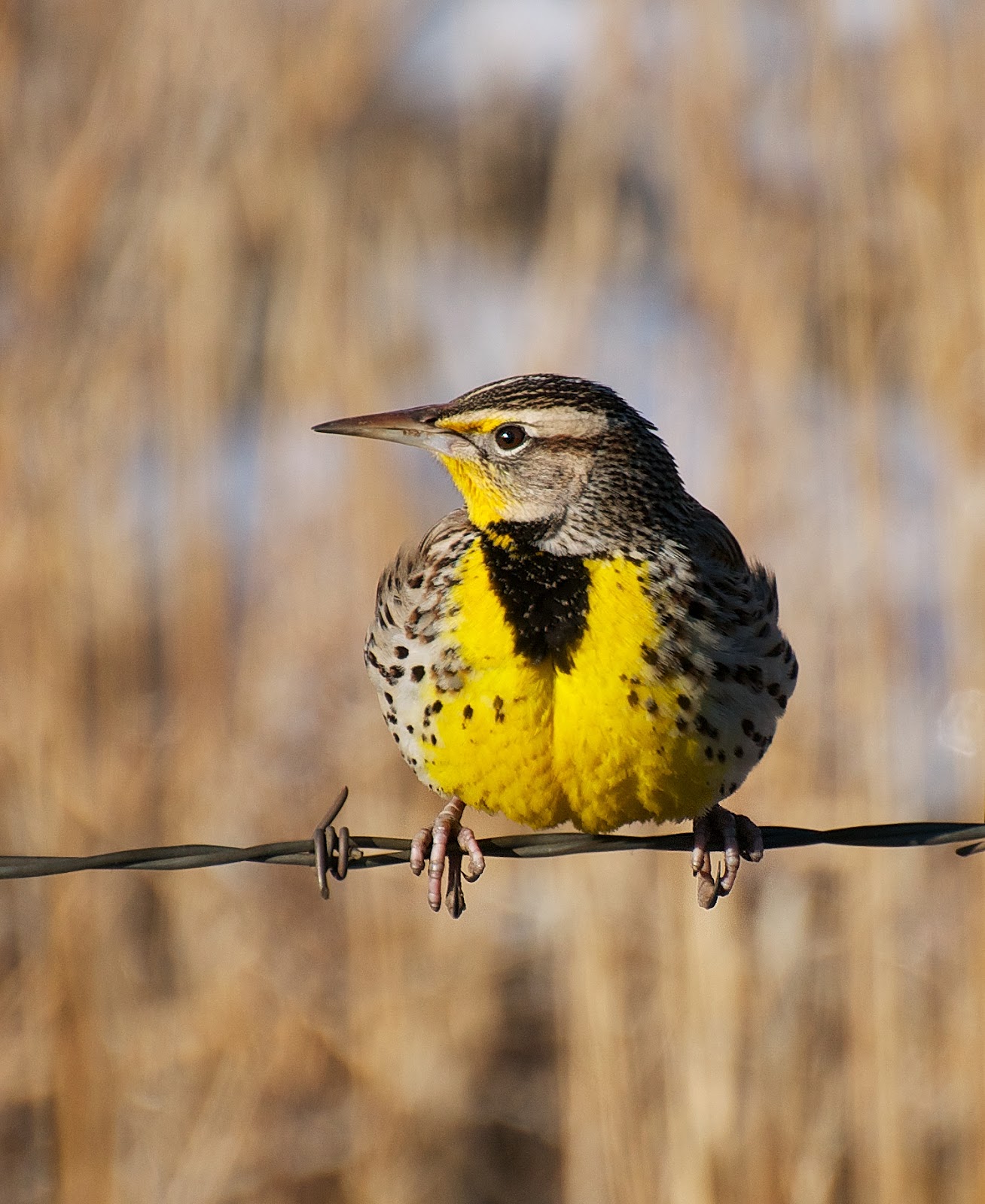 Meadowlark Lnterms Of Use - 0p852b6
